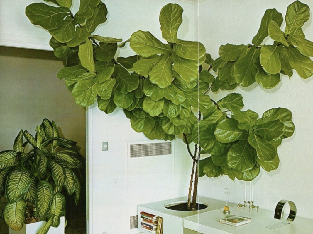 creative planting - fiddle leaf fig